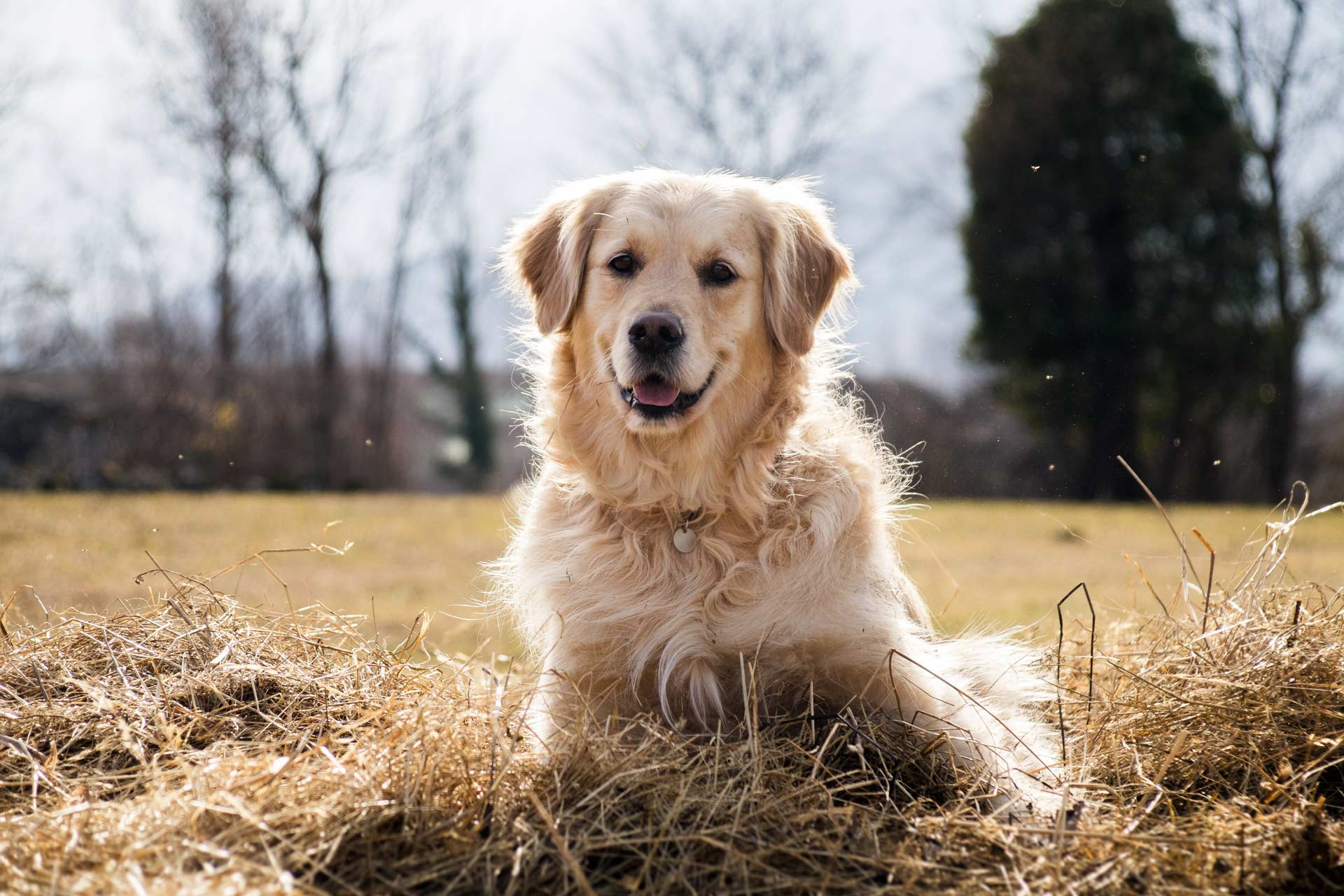 Bea