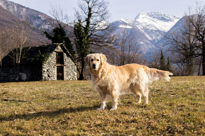 Bea